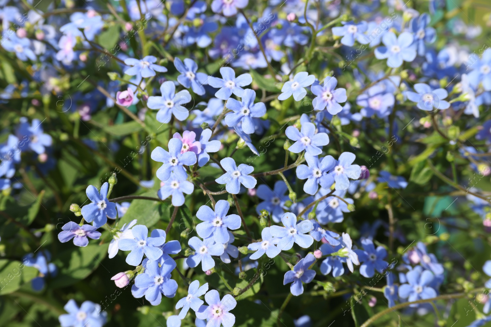 Photo of Beautiful forget-me-not flowers growing outdoors. Spring season