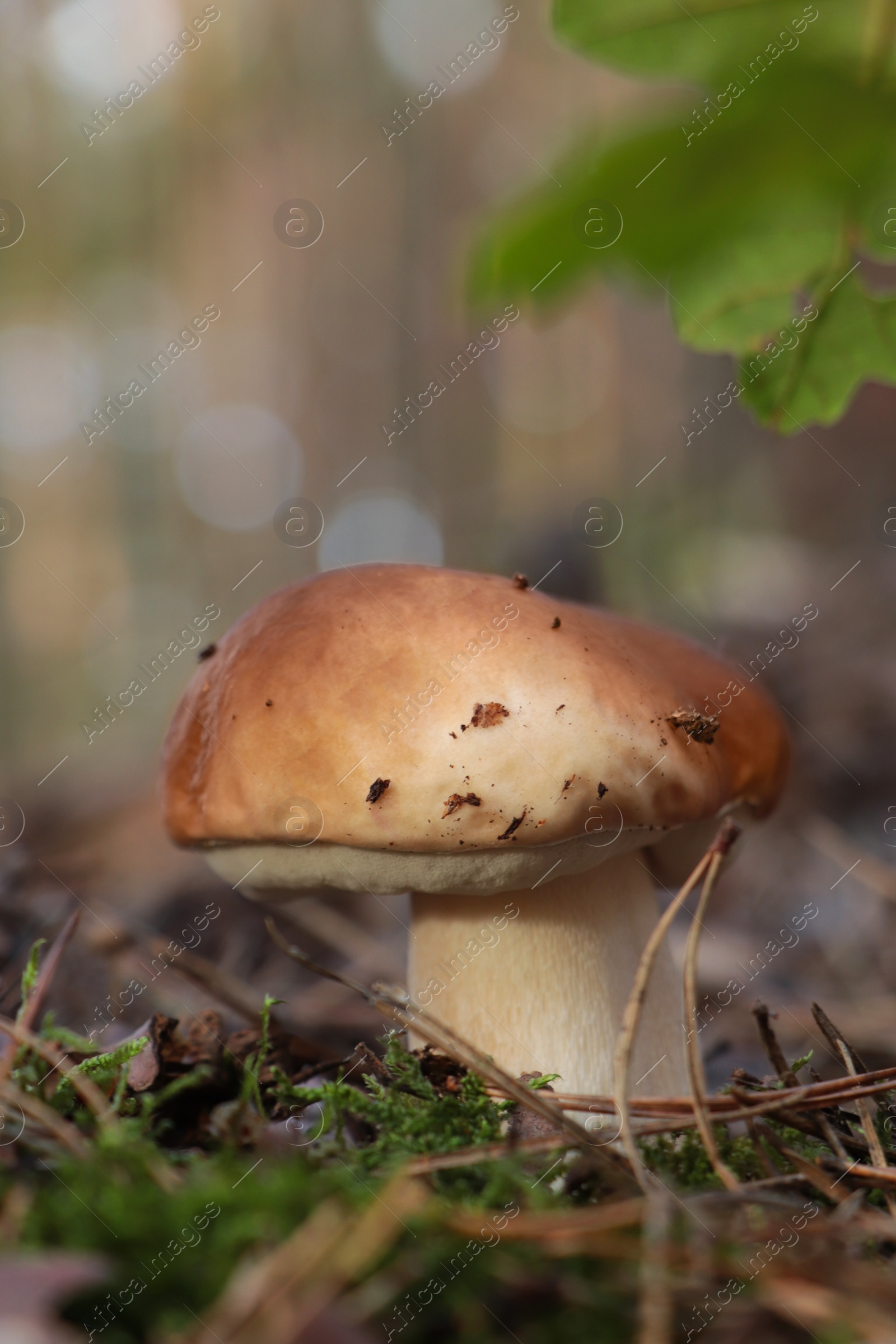 Photo of Beautiful porcini mushroom growing in forest on autumn day, closeup