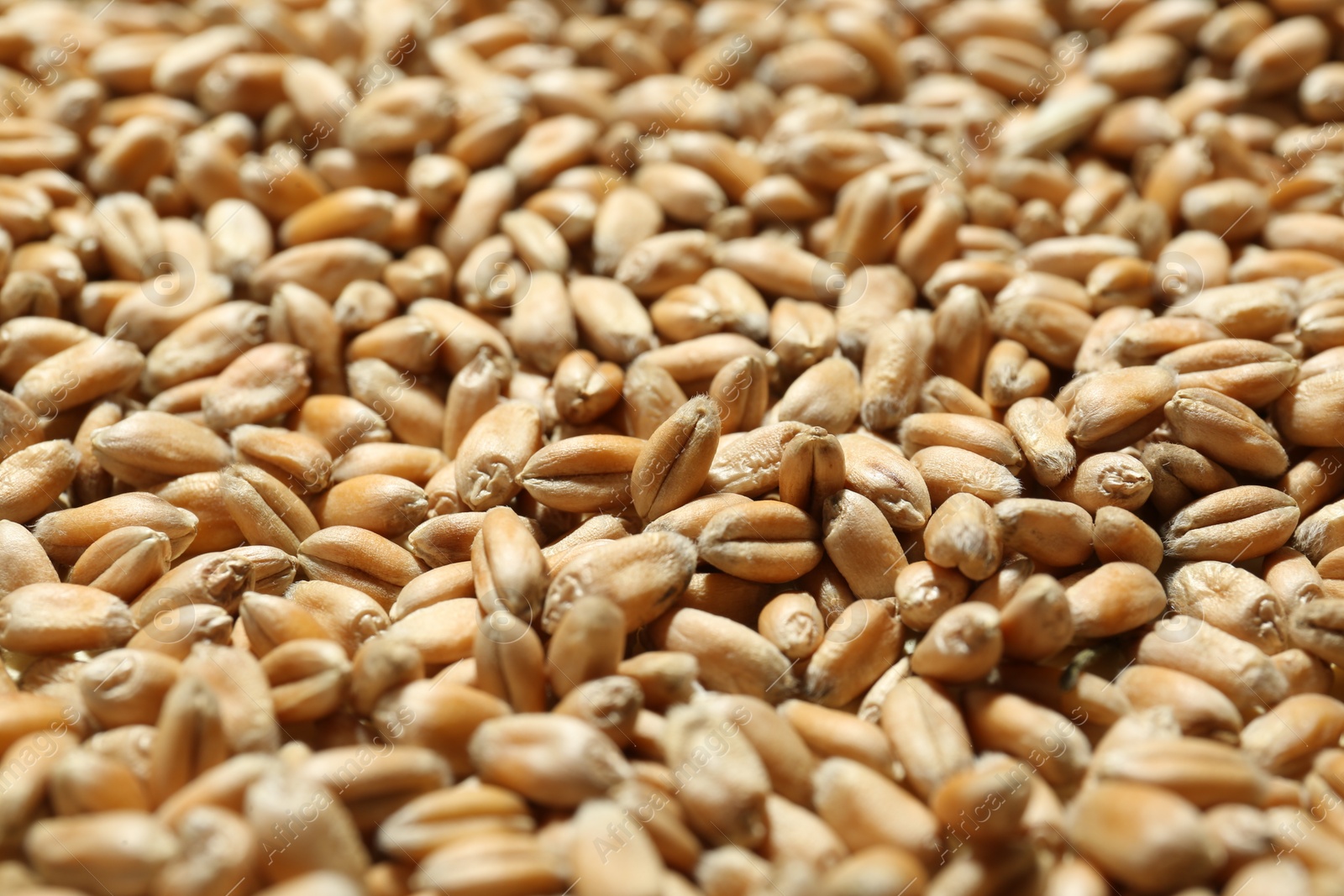 Photo of Many wheat grains as background, closeup view