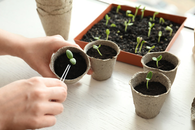 Woman taking care of seedling at white wooden table, closeup