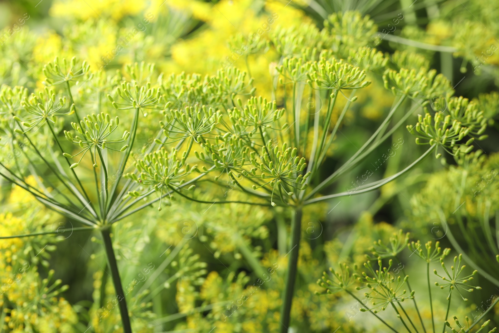 Photo of Fresh green dill flowers on blurred background, closeup