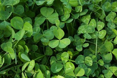 Photo of Top view of beautiful green clover leaves