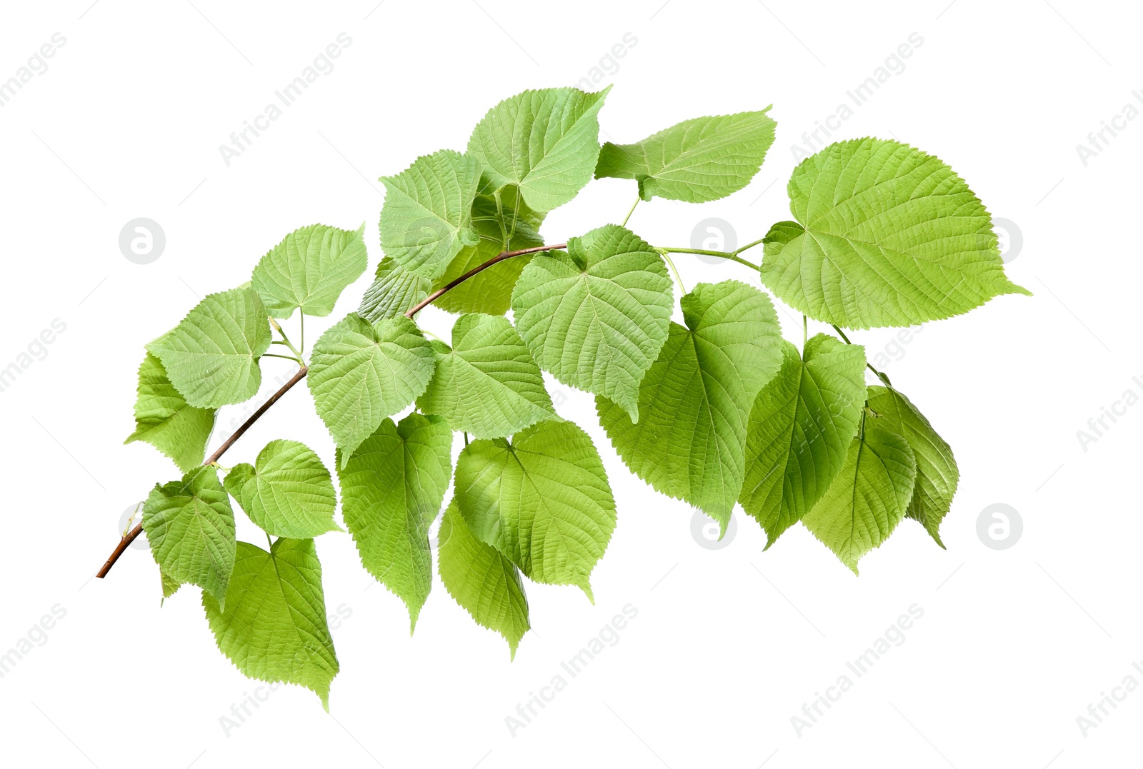 Photo of Branch of linden tree with young fresh green leaves isolated on white. Spring season