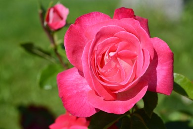 Photo of Beautiful pink rose flower blooming outdoors, closeup