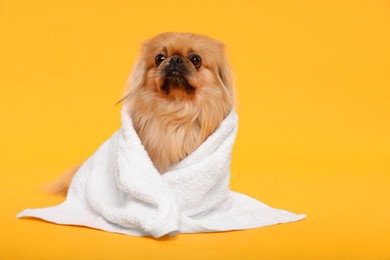 Photo of Cute Pekingese dog wrapped in towel on yellow background, space for text. Pet hygiene