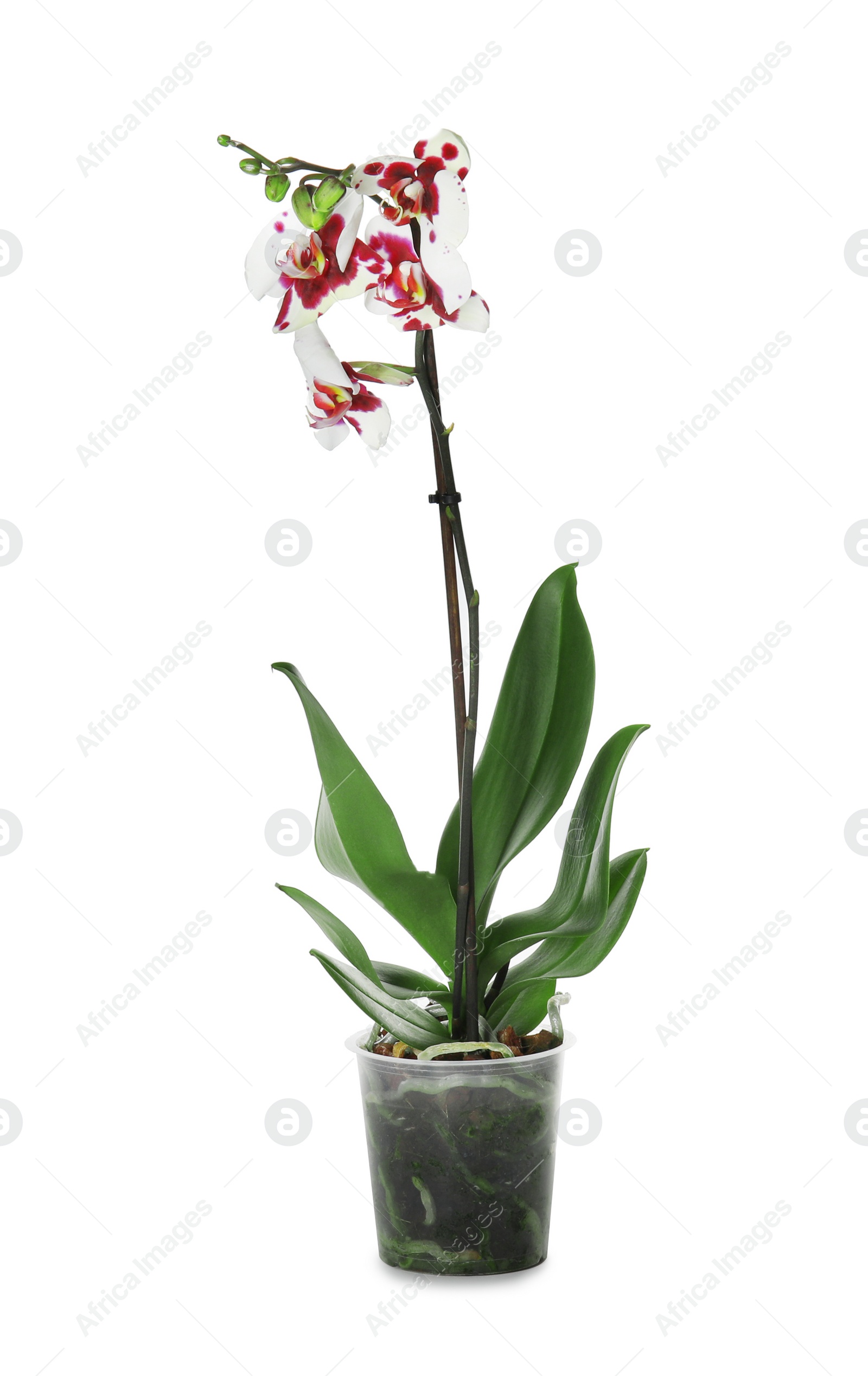 Photo of Beautiful tropical orchid flower in pot on white background