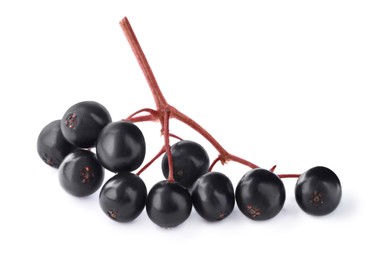 Cluster of elderberries (Sambucus) isolated on white