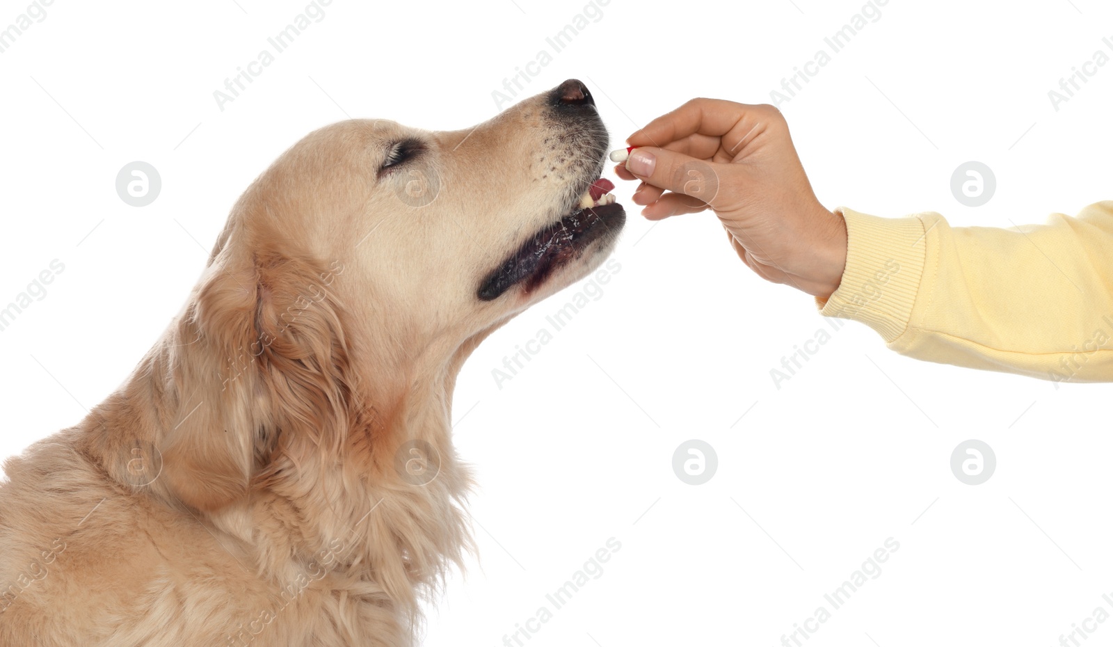 Photo of Woman giving pill to cute dog on white background, closeup. Vitamins for animal