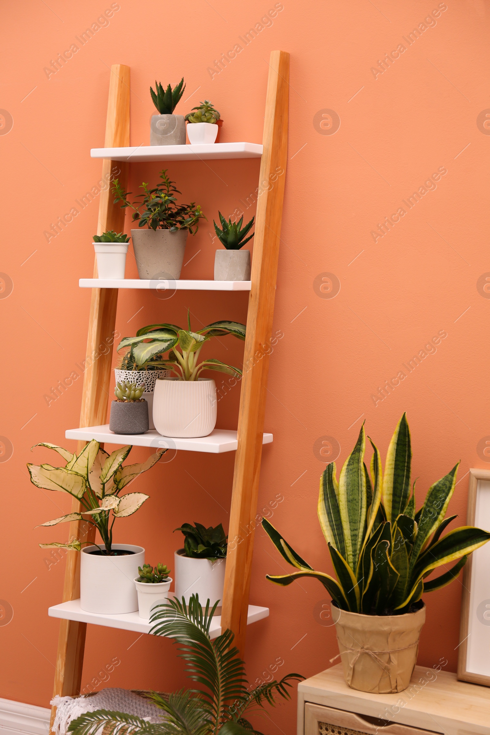 Photo of Stylish room interior with decorative ladder and plants near coral wall