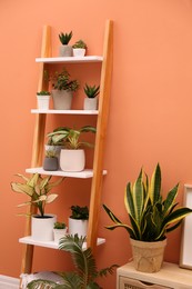 Stylish room interior with decorative ladder and plants near coral wall