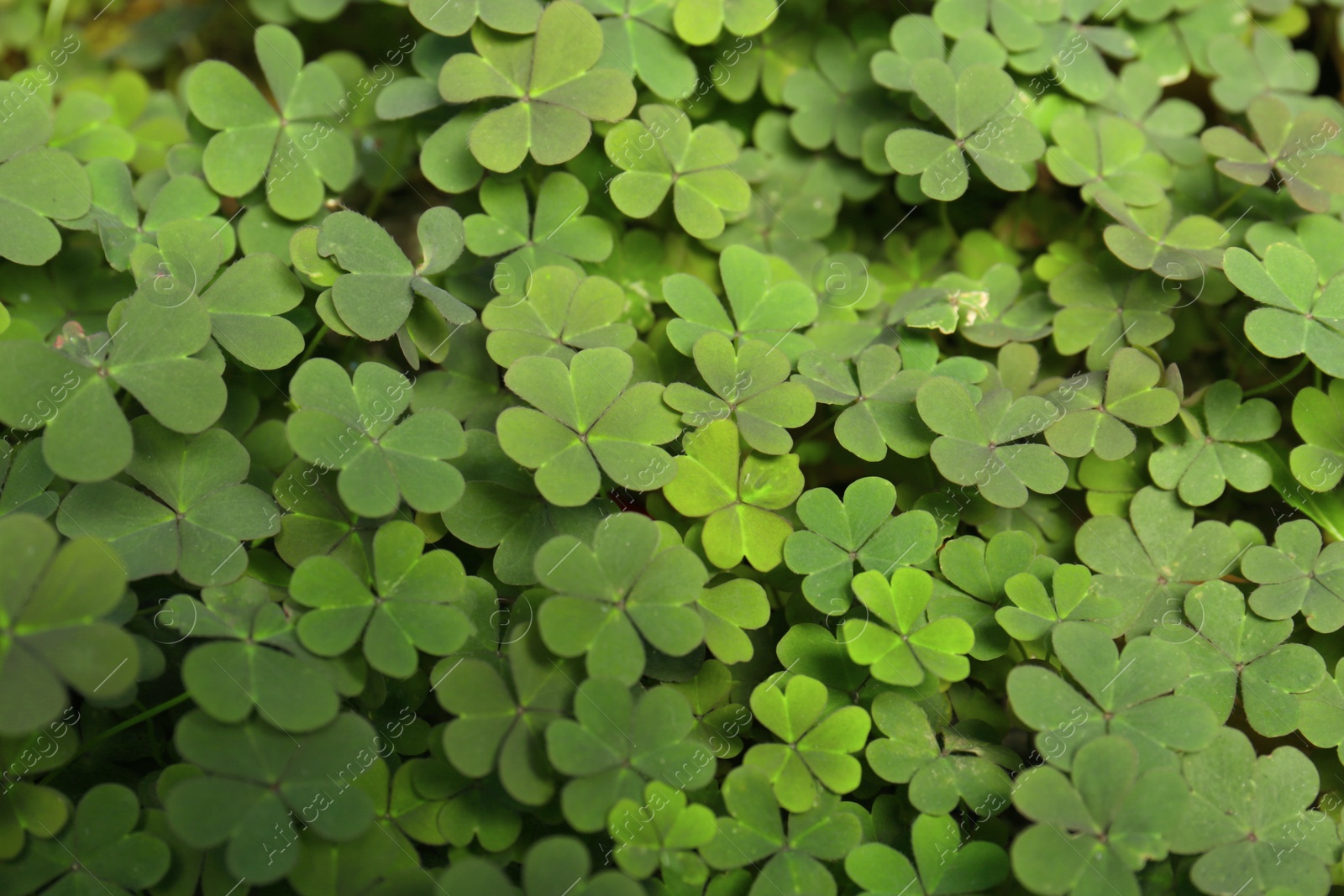 Photo of Top view of beautiful green clover leaves