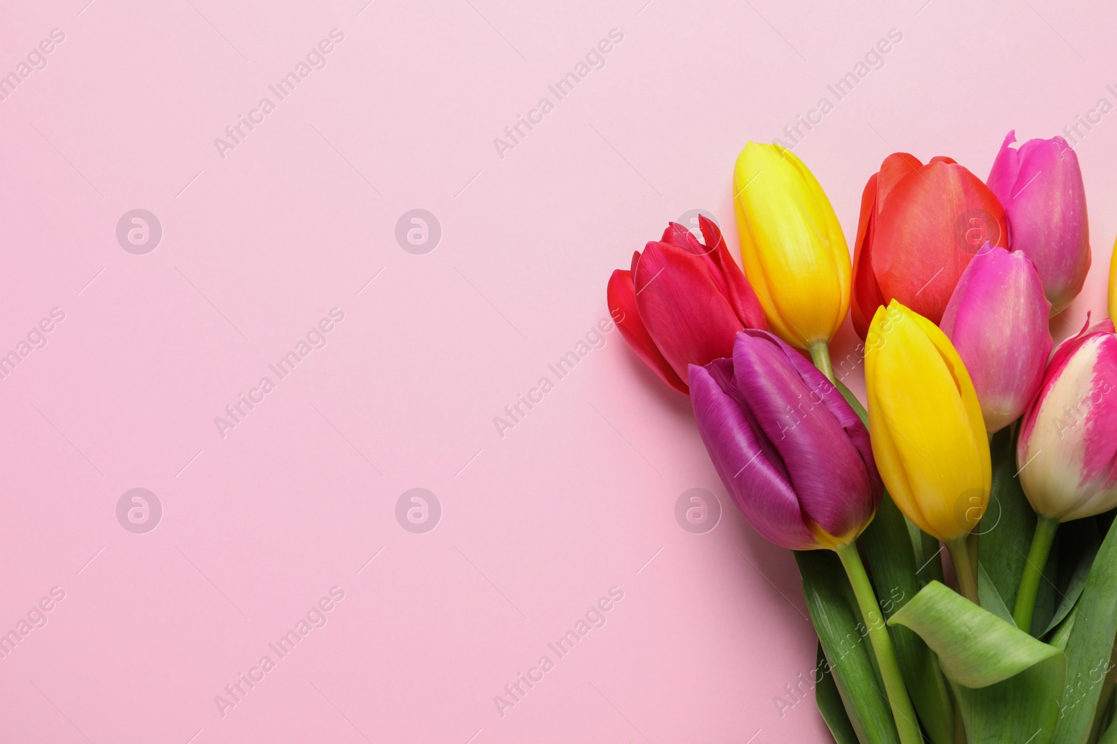 Photo of Beautiful spring tulip flowers on color background, top view. Space for text