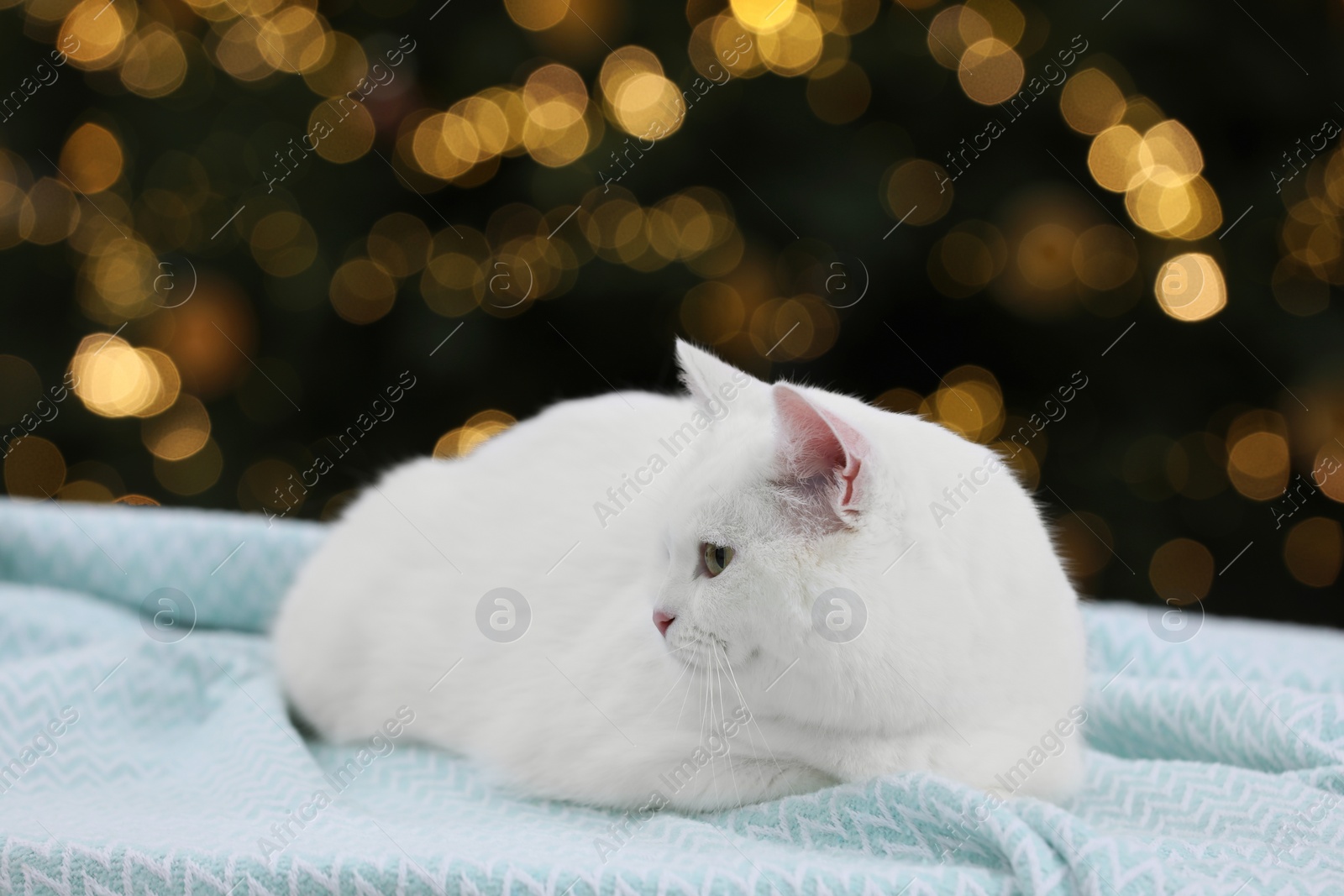 Photo of Christmas atmosphere. Cute cat lying on light blue blanket against blurred lights