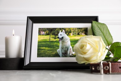 Photo of Frame with picture of dog, collar, burning candle and rose flower on light grey table. Pet funeral