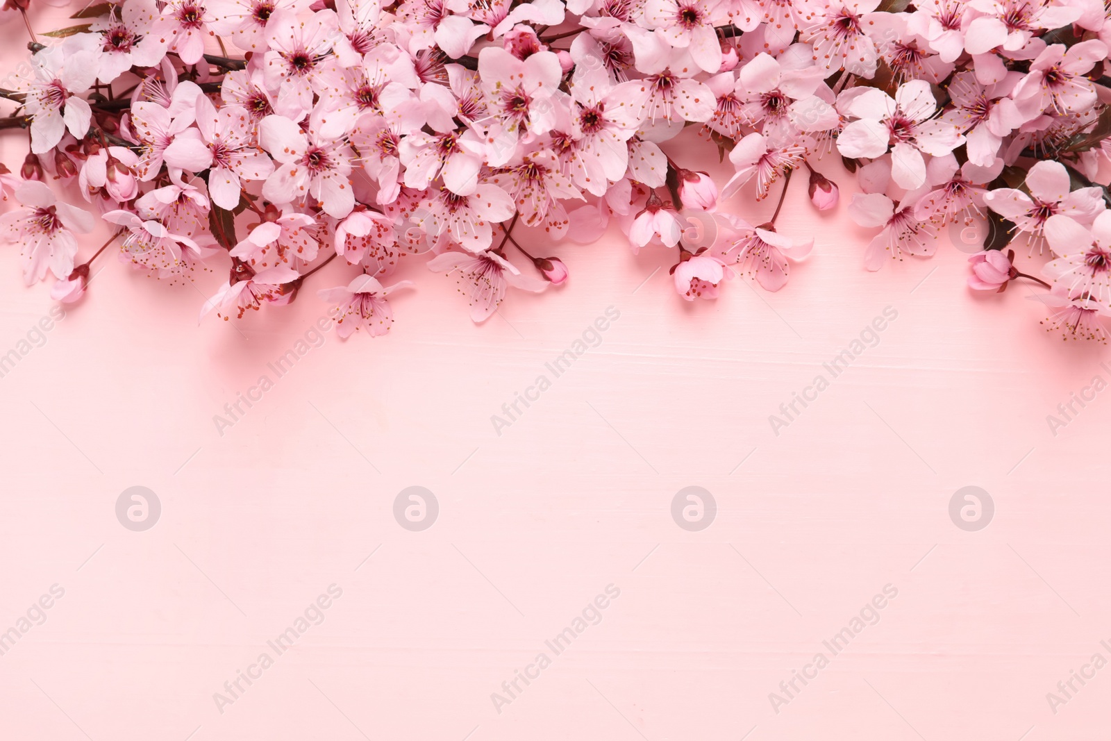 Photo of Cherry tree branch with beautiful blossoms on pink wooden table, flat lay. Space for text
