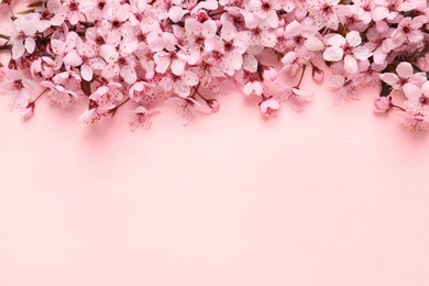 Cherry tree branch with beautiful blossoms on pink wooden table, flat lay. Space for text