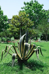 Beautiful agave plant with green leaves outdoors on sunny day