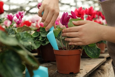 Woman potting flower in greenhouse, closeup. Home gardening