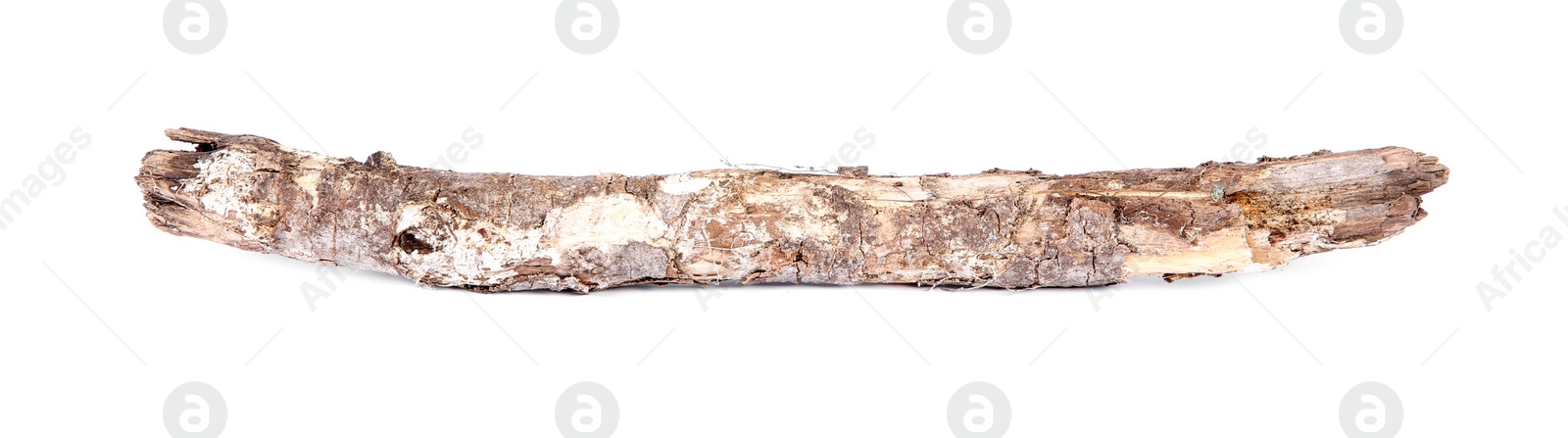 Photo of One dry tree branch isolated on white