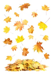 Image of Beautiful autumn leaves falling on white background