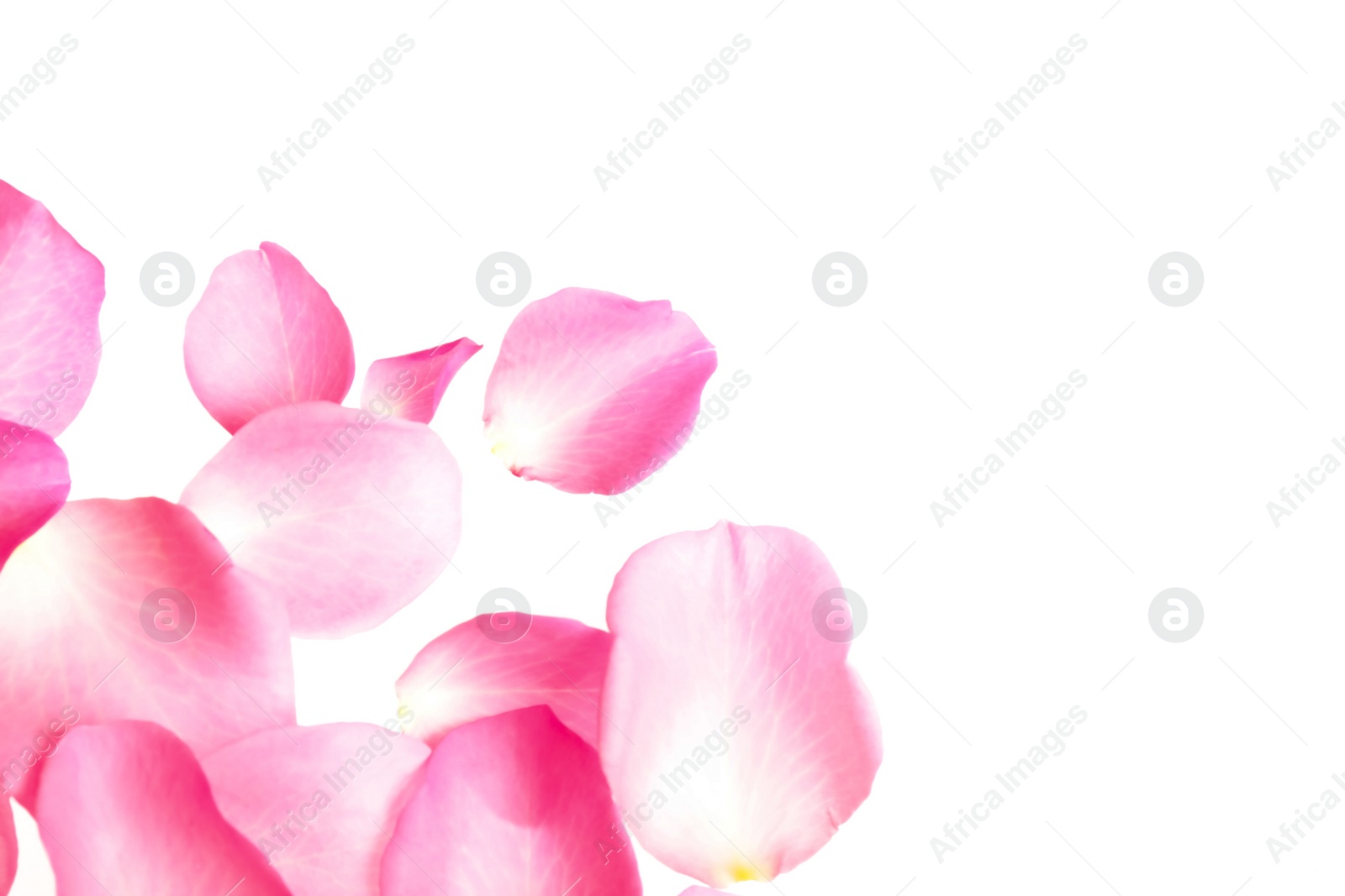 Photo of Fresh pink rose petals on white background, top view