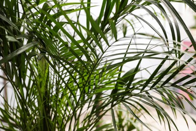 Photo of Beautiful palm leaves on light background, closeup