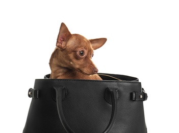 Photo of Cute toy terrier in female handbag isolated on white. Domestic dog