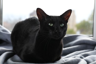 Photo of Adorable black cat with green eyes resting on blanket near window. Lovely pet