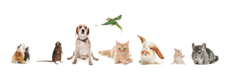 Image of Group of different domestic animals on white background, collage. Banner design