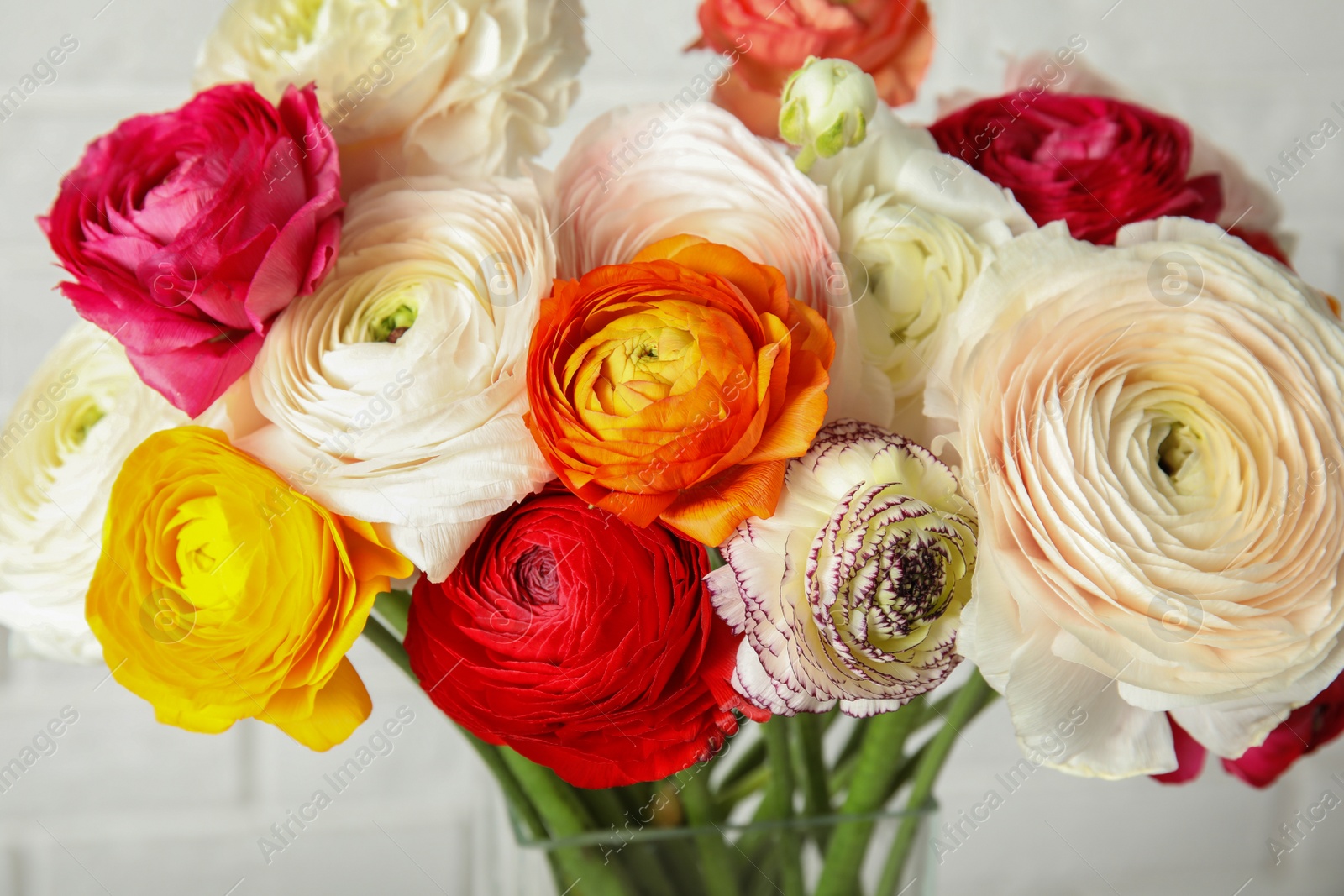 Photo of Beautiful spring ranunculus flowers in vase on blurred background, closeup