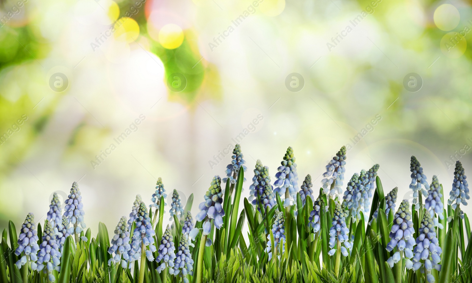Image of Beautiful blooming muscari flowers in green meadow on sunny day, bokeh effect