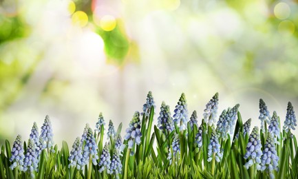 Beautiful blooming muscari flowers in green meadow on sunny day, bokeh effect