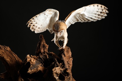 Photo of Beautiful common barn owl on tree against black background