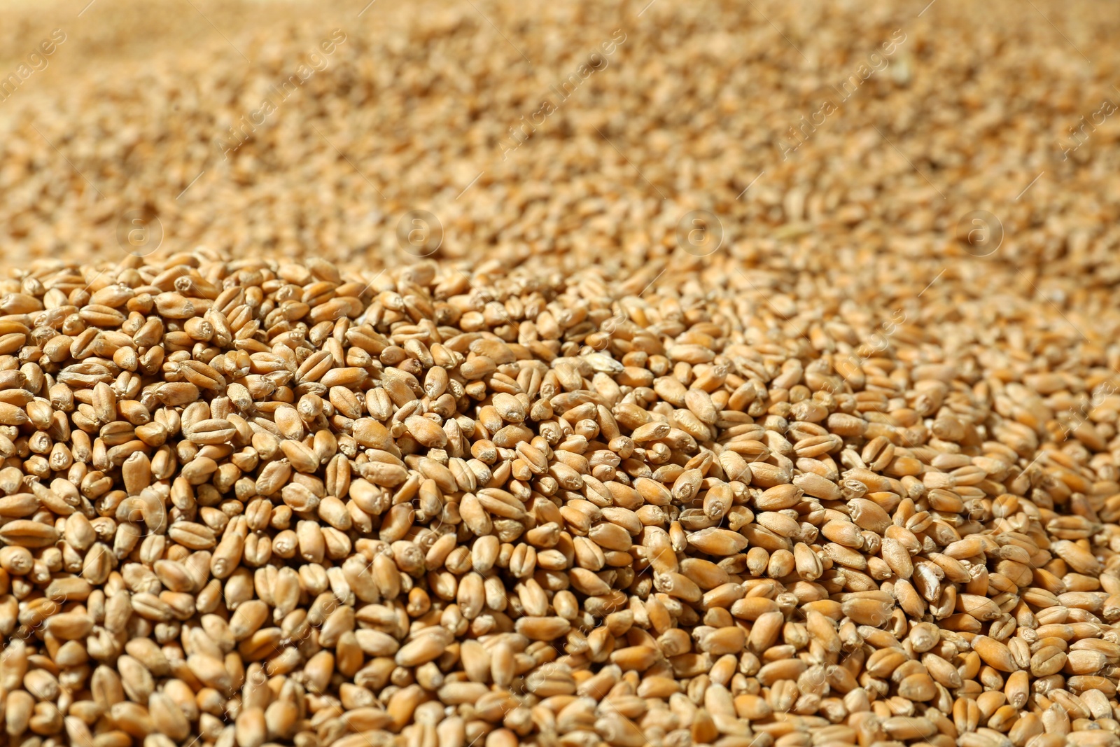 Photo of Many wheat grains as background, closeup view