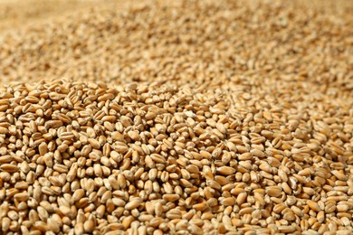 Many wheat grains as background, closeup view