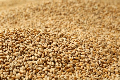 Photo of Many wheat grains as background, closeup view