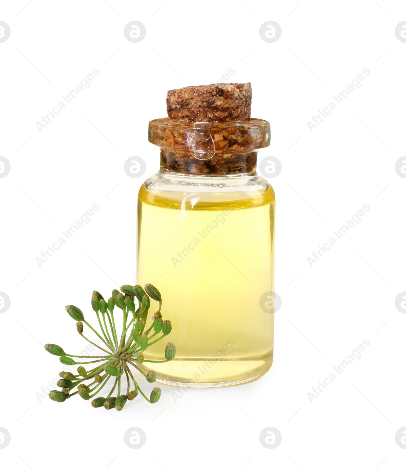 Photo of Bottle of essential oil and fresh dill isolated on white