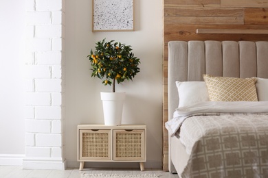 Photo of Potted kumquat tree with ripening fruits indoors. Interior design