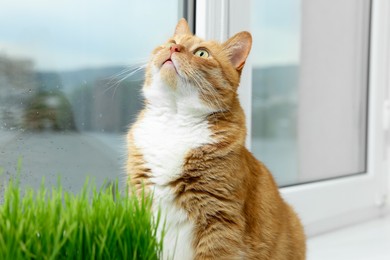 Photo of Cute ginger cat near green grass on windowsill indoors