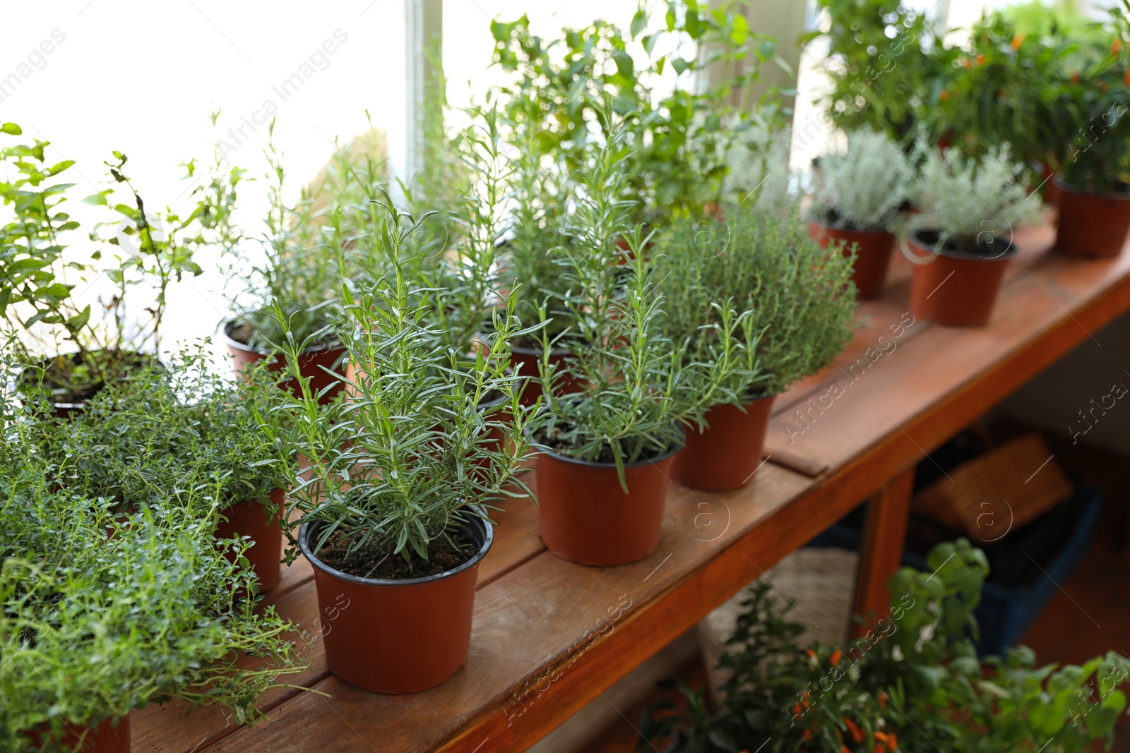 Photo of Fresh potted home plants on wooden window sill, space for text