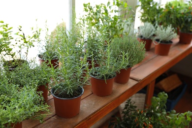 Fresh potted home plants on wooden window sill, space for text