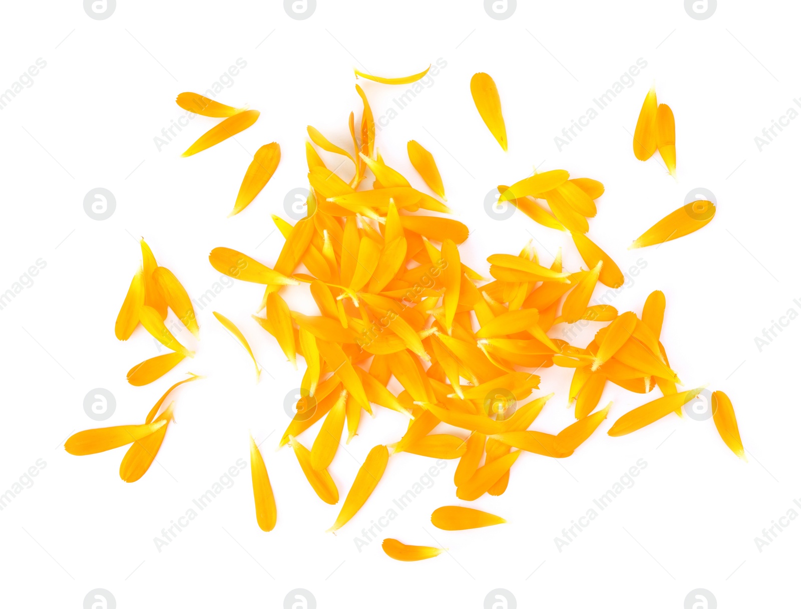 Photo of Pile of beautiful calendula petals on white background, top view