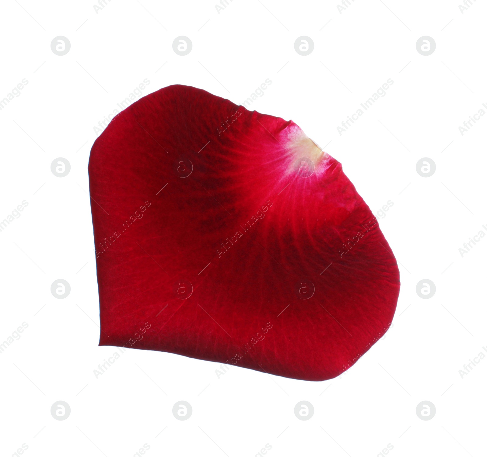 Photo of Red rose flower petal on white background