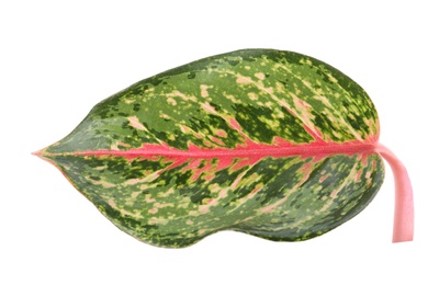 Aglaonema leaf isolated on white. Beautiful tropical plant