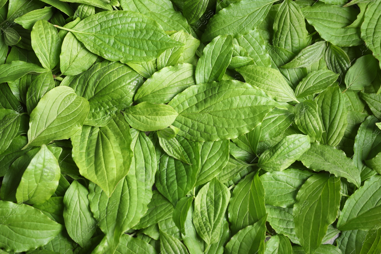 Photo of Beautiful spring green leaves as background, top view