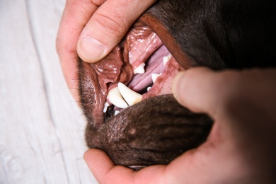 Photo of Man checking dog's teeth indoors, closeup. Pet care