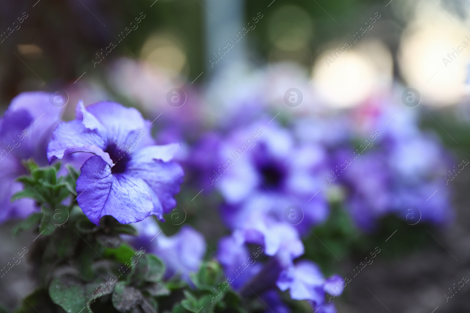 Photo of Beautiful garden flower outdoors, space for text. Amazing nature in summer