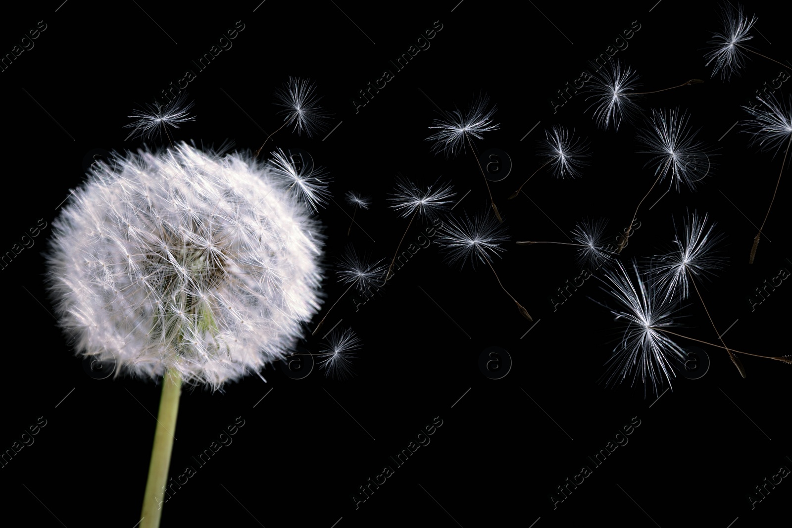 Image of Beautiful puffy dandelion blowball and flying seeds on black background