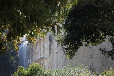 Beautiful trees growing near building on sunny day