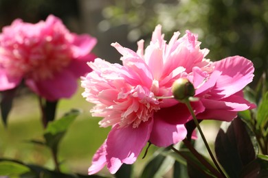 Photo of Closeup view of blooming pink peony bush outdoors